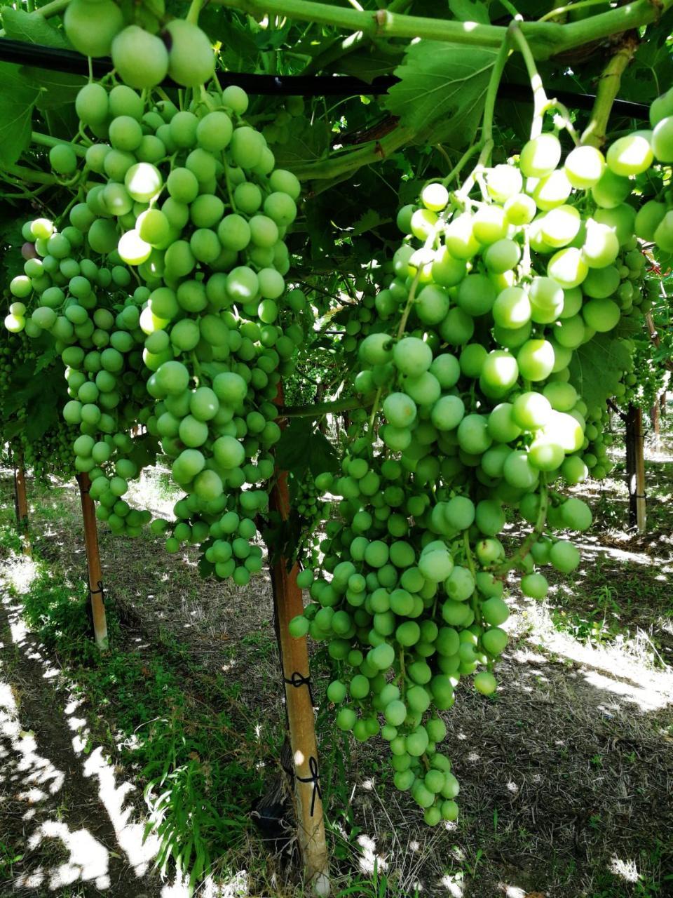 Masseria Marico 카스텔라네타 외부 사진